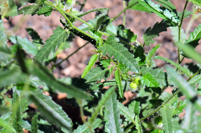 Catnip Noseburn has light green leaves, alternate along the stem. The shape is variable from lanceolate to triangular-ovate. The leaves are often red-green. The margins are coarsely dentate to coarsely serrate. Tragia nepetifolia